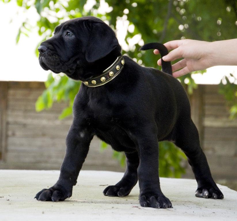 LEASH AND HARNESS SETS GENUINE LEATHER SPIKED